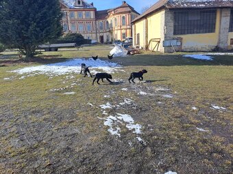 Štěňata cane corso - 2