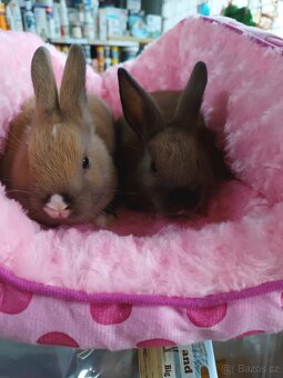 Králíček zakrslý - 2