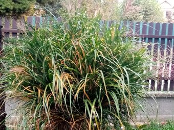 TRVALKY - ODKOPKY - 2