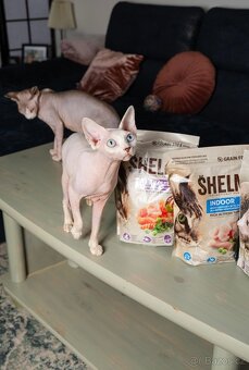 Sphynx - 2