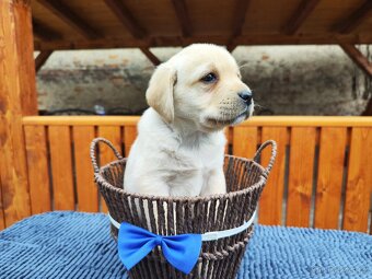 Nabídka štěňat labradorského retrievera - 2