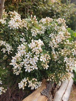 Choisya White Dazzler - Bílý osnitel - 2