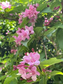 Weigelia - 2