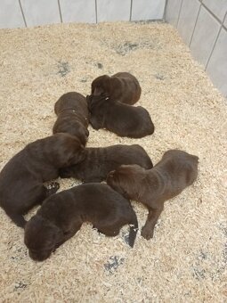 Štěňátka labradorského retrievera - 2