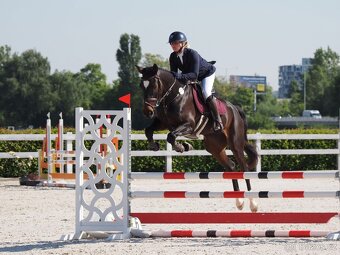 Prodám 4 letou kobylku vhodnou do vyššího sportu - 2