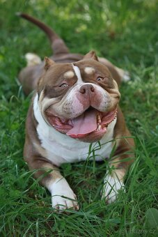 American bully - 2