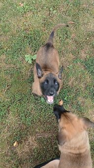 Belgický ovčák Malinois štěňata - 2
