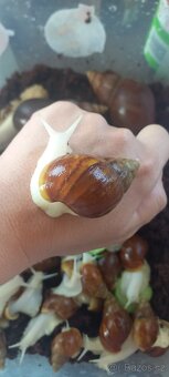 Afričtí šneci Lissachatina fulica Albino body - 2