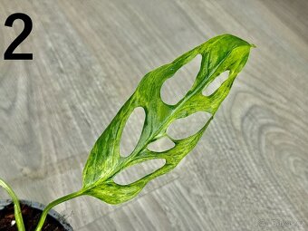 Monstera Indonesian Marble 2 - 2