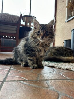 Koťata s geny Mainské mývalí - 2