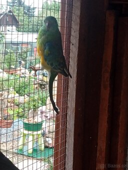 Papoušek zpěvavý - 2