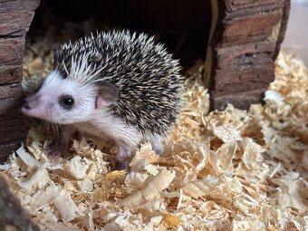 Ježek bělobřichý - 2