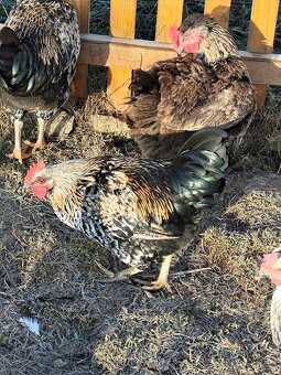 Kohouti plemene Horal - 2