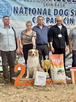 krytí CHOVNÝM PES - australský ovčák s PP - 2