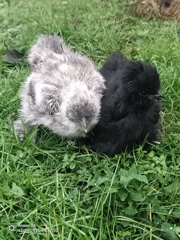 HEDVABNIČKA VELKA - 2