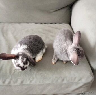 Zakrslý beránek králíček - 2