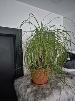 Sloní noha na prodej - 2