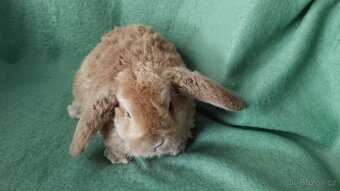 Zakrslý králík beránek - 2