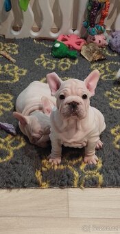 Francouzský buldoček s PP - 2
