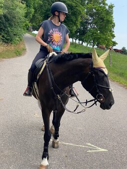 5letá ČT klisna na prodej - 2