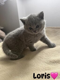 Skotská koťatká: Scottish fold a Scottish straight bez PP - 2
