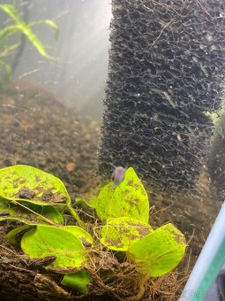 Akvarijní šneci - 2