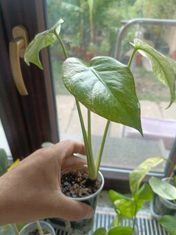 Monstera mintka - 2