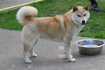 Shiba inu fenka kastrovaná do duchodu - 2