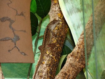 Anolis šedý (Anolis sagrei) 1,1 - 2