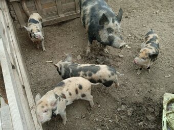 Selata 75% kune kune - 2
