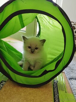 Ragdoll koťátka - 2