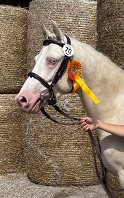 super nabídka připouštění pony , př pro tohoto skvělého - 2