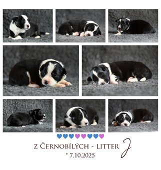 Border kolie (border collie)/ PP FCI - 2