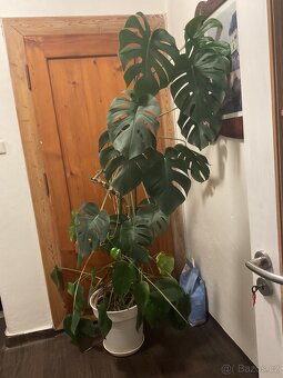 Pokojová rostlina - 2