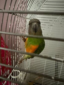 Papoušek senegalský - 2