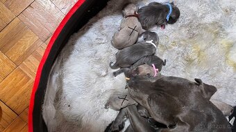 Americký stafordšírský teriér - 2