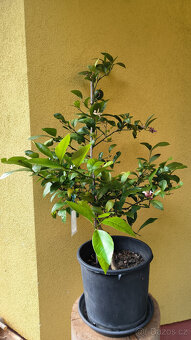 Prodám plodící citroník MEYER (č.68a) - 2