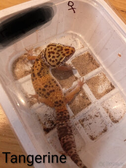 Gekončíci noční ( Eublepharis macularius ) - 2