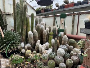 Prodám kaktusy - sbírka - 2