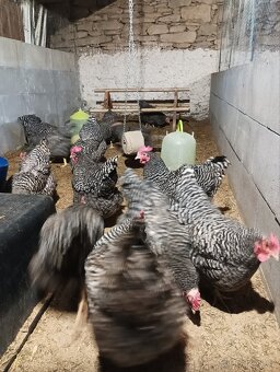 Prodám amroks slepičky - 2
