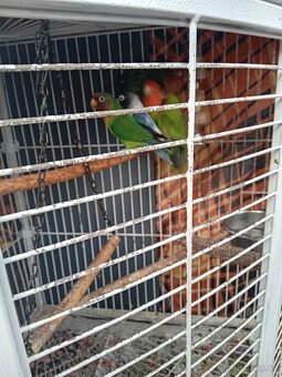 Agapornis - 2