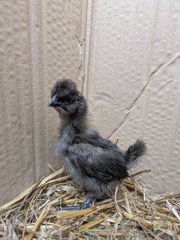 Kuřátka - hedvábnička zdrobnělá POSLEDNÍ DVĚ - 2