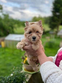 Fenka Tiffany yorkshire terrier golddust - 2