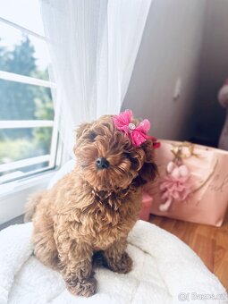 Maltipoo holčička - 2