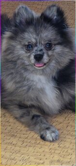 Pomeranian pejsek bez PP - 2