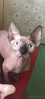 Kanadský sphynx bez PP - 2