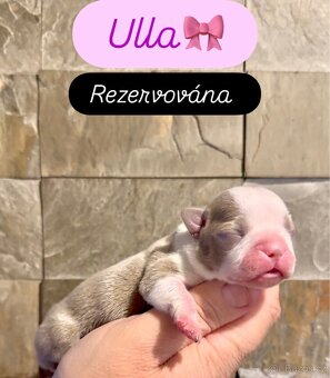 Bostonský teriér s PP - 2