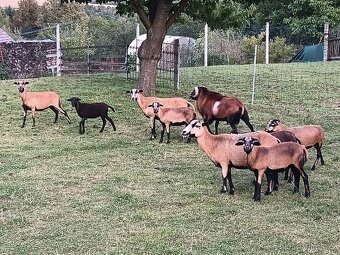 Kamerunská ovce - 2