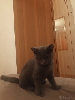 Britské kotě - 2