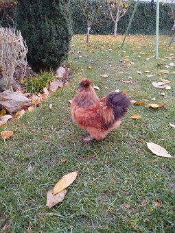 Hedvabnicka kohout 🐓 - 2